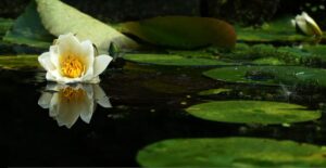 “Lotus UK में कार निर्माण जारी रखेगा, प्लांट बंद होने की अफवाहों के बाद भी!”