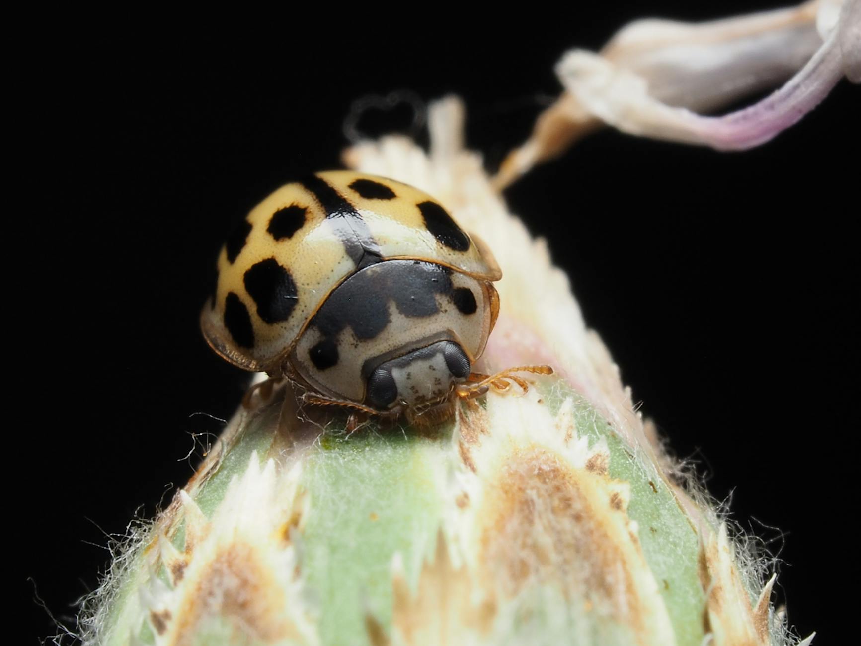 big encounter narayanpur chhattisgarh 6 naxals killed 20250718162959920019