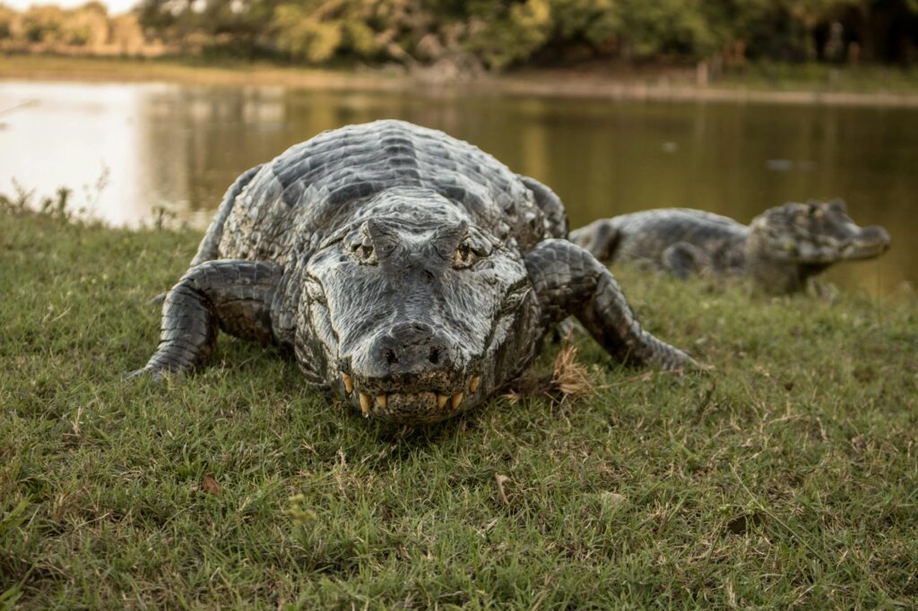 florida teen fights off alligator attack 20250715215355650874