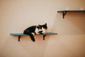 ** “प्यारे पेट को दें बजट में लग्ज़री आराम! 3000 रुपये वाले Pet Beds अब सिर्फ 350 रुपये में!”