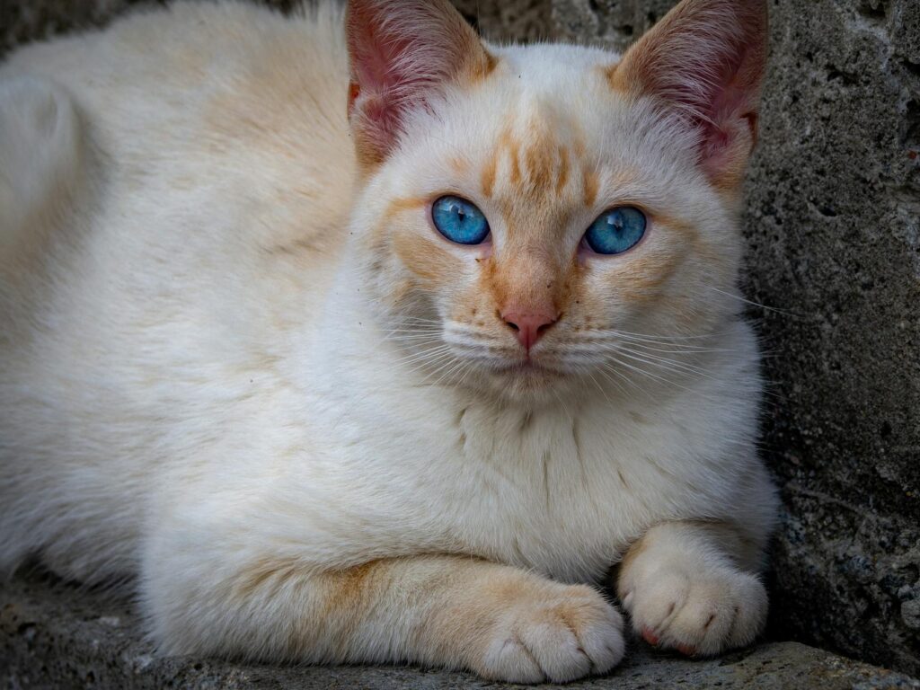 skeleton red saree body found temple sit probe 200 buried bo 20250805050645613992