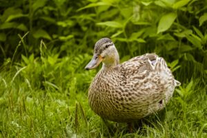 “टैरिफ पर ट्रंप का U-टर्न: 7 दिन की मोहलत क्या छुपाती है? राहत या चुनावी दबाव?”