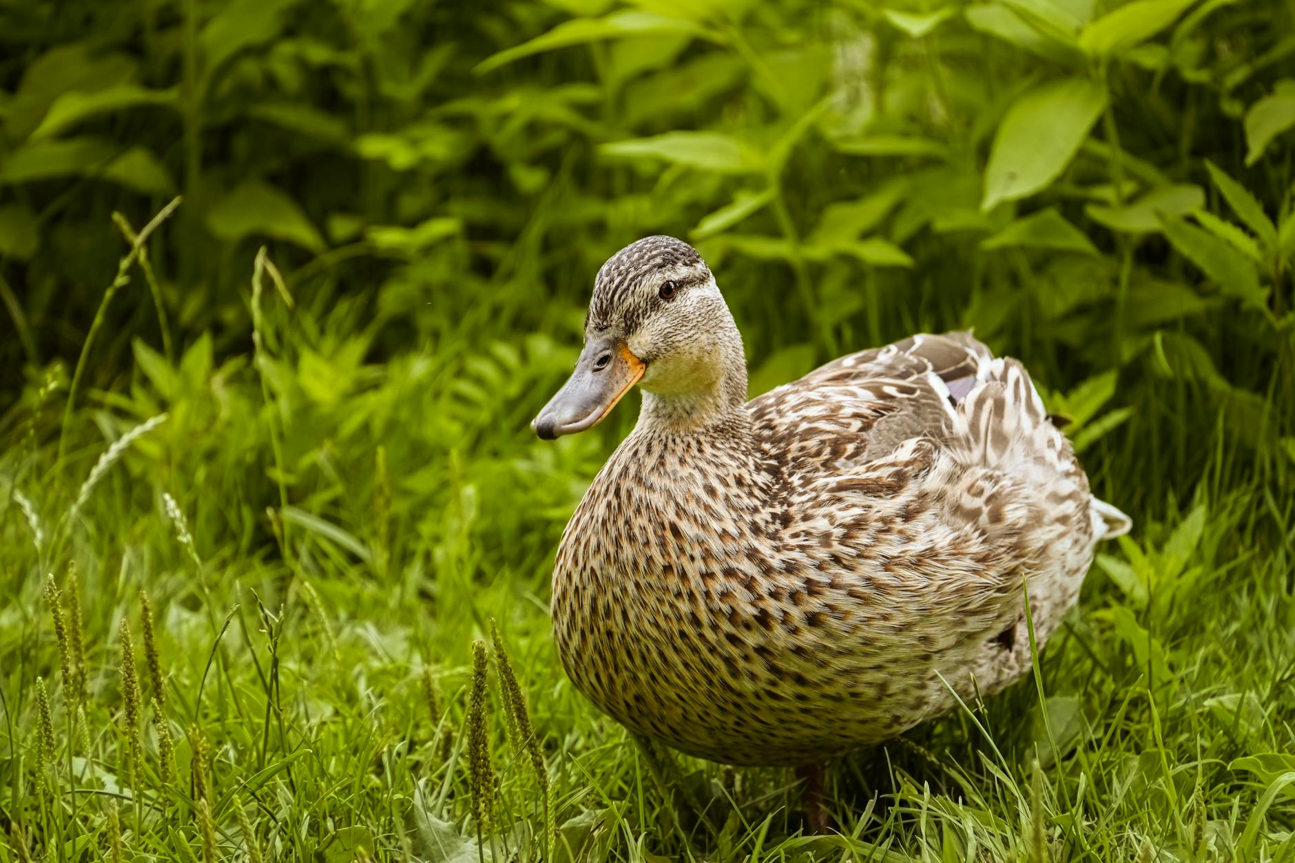 trump tariff u turn election pressure delay 20250801062857880275